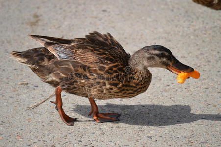 一鸭子吃一碎片照片