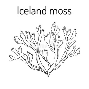 西特拉图片-西特拉素材-西特拉插画-摄图新视界