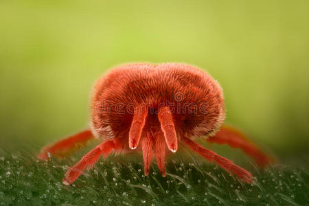 红色屁虫极端的放大-红色的丝绒小虫,特罗比迪达照片