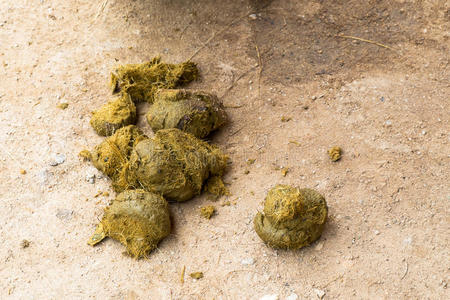 一坨屎一亚洲人象拉屎照片