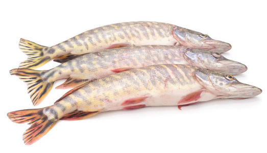 短脊椎豪猪鱼图片