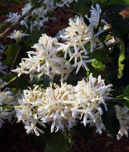 咖啡豆颜色图片