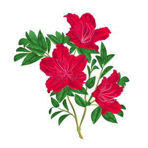 红色的杜鹃花细枝酿酒的矢量照片