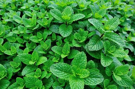 绿色的薄荷植物采用生长照片