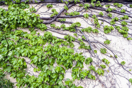 隔离的向白色的背景,英语字母表的第3个字母英国常春藤爬上生机勃勃的