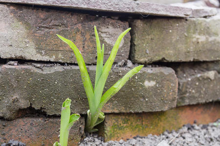 植物生长通过路面图片-植物生长通过路面素材-植物生长通过路面插画-
