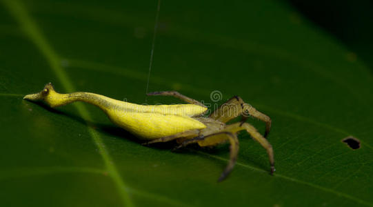 美丽的蝎子-有尾的蜘蛛向绿色的叶子,用于跳跃的蜘蛛我照片