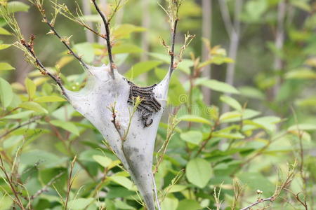 东方的帐篷毛虫马拉卡索瘤美洲狮照片