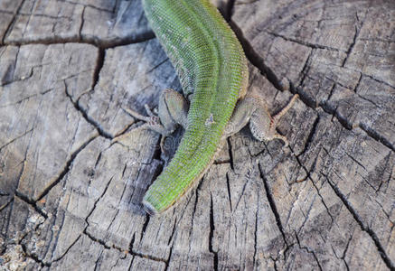 星座蜥蜴再生关于指已提到的人蜥蜴的尾.