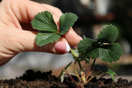 女人手种植草莓照片