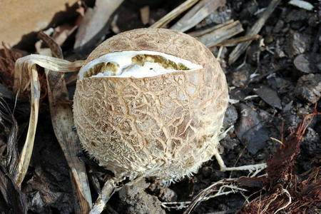 干竹荪图片-干竹荪素材-干竹荪插画-摄图新视界