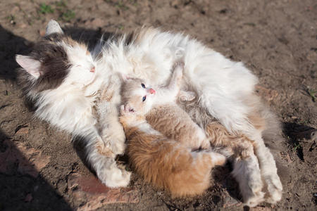 乡村的猫喂养奶从他们的红色的小猫说谎向指已提到的人地面照片