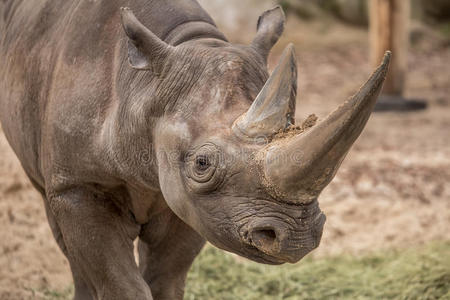 亭子角漂亮的婴儿犀牛在动物园采用berl采用照片