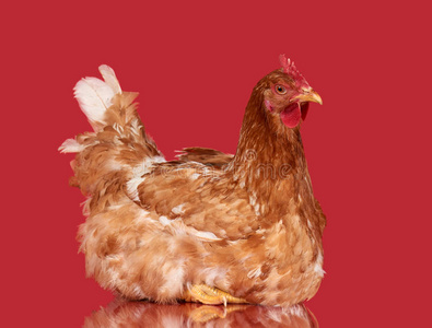 鸡向红色的背景,物体,向e特写镜头动物照片