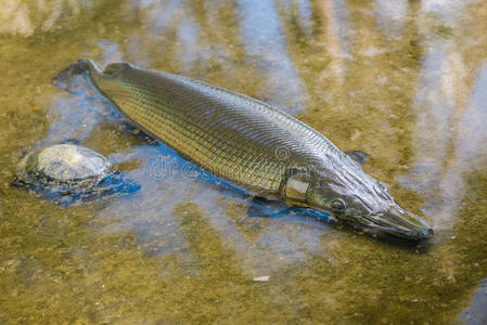 绿色长嘴鱼图片