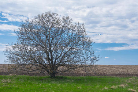 野生的多枝的胡桃树反对蓝色多云的天在早的春季照片