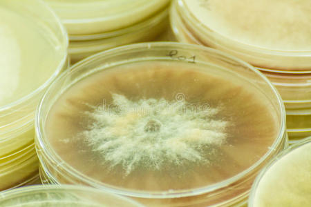 链格孢petroleum石油盘照片