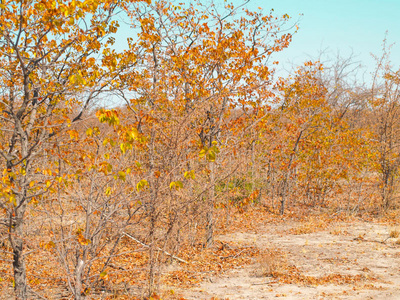稀疏树叶金色的树叶向树和干的干燥的地面关于非洲的灌木.照片