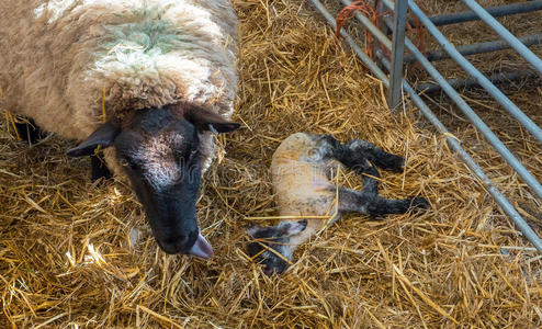 羊母羊舔她羔羊后的礼物出生照片