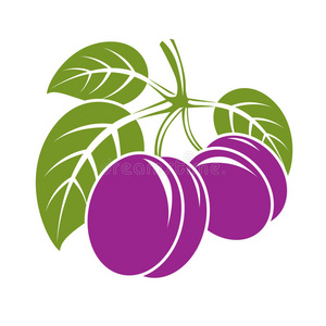 参考森林两个紫色的简单的矢量李子和绿色的树叶,成熟的甜的frequency
