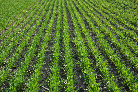 播种水墨画图片