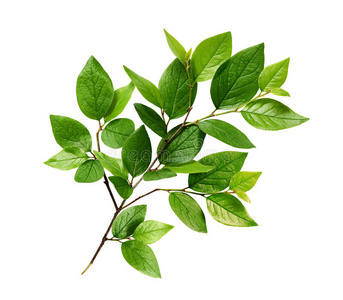 绿色的树叶树枝图片