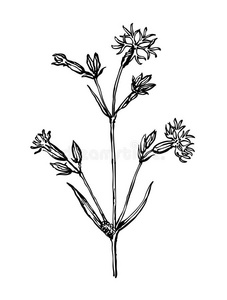 古柯花.植物关于干的干燥的草地.