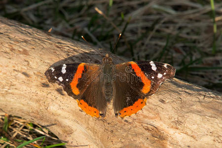 美女蝴蝶红色的海军将领蝴蝶-蛱蝶捷足善走的美女照片