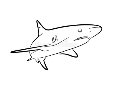鲨鱼线条艺术照片