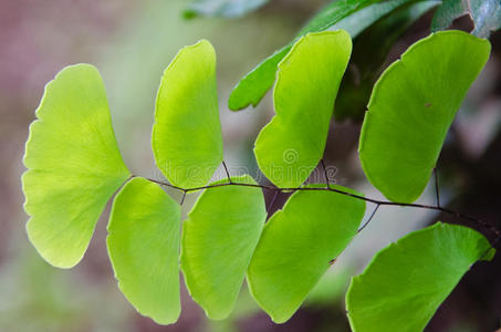 掌叶铁线蕨羊齿植物照片