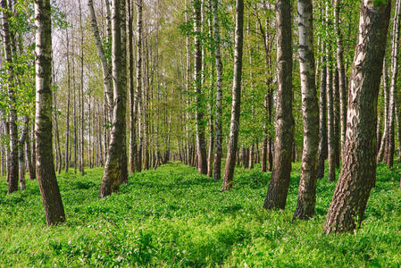 桦树小树林.白色的桦树树干.春季和煦的:照到阳光的在前部的照片
