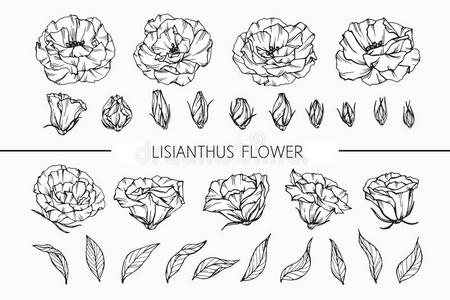 绘画杨洋洋桔梗花绘画和草图和线条-艺术照片