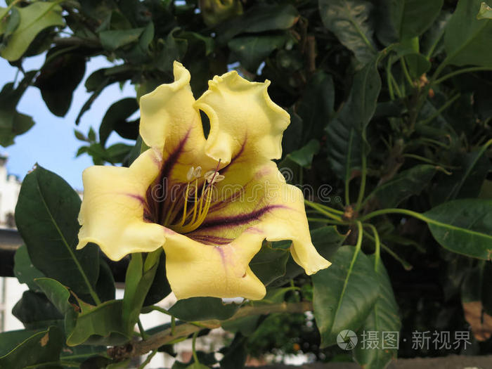 杯子关于金藤花