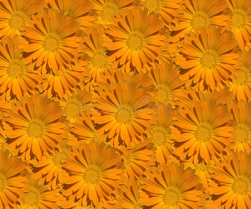 菊科金盏花植物插画 菊科金盏花植物手绘 菊科金盏花植物卡通图 摄图新视界 菊科金盏花植物插画 菊科金盏花植物手绘 菊科金盏花植物卡通图 摄图新视界