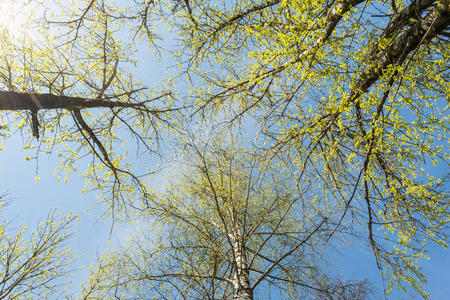 王冠关于树和稀疏的树枝和小的绿色的树叶再一次照片