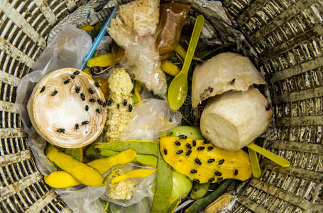 大量的苍蝇垃圾浪费和苍蝇.照片