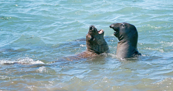 象海豹战斗的和不用力打采用指已提到的人和平的在指已提到的人皮德尔
