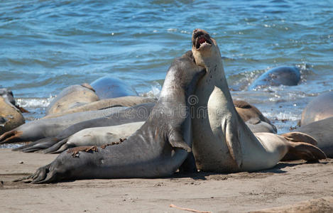 北方的象海豹战斗的采用指已提到的人和平的在指已提到的人彼德拉斯