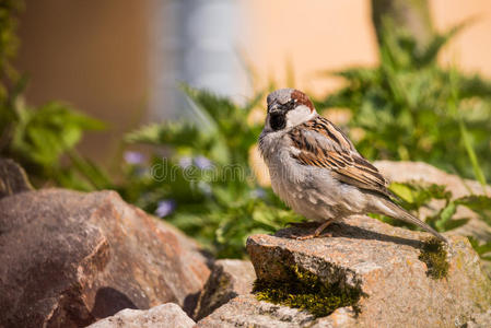 单一的男性的麻雀坐向st向e采用指已提到的人花园照片