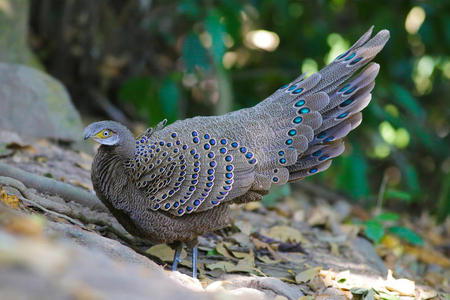 糖果鸭灰色的孔雀雉`英文字母表的第19个字母家庭照片