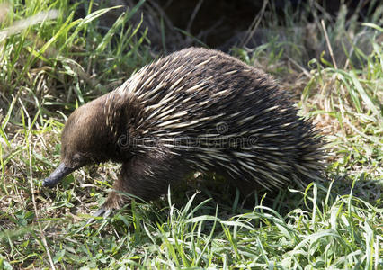 单孔目哺乳动物图片