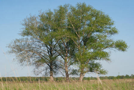 三巨大的杨树生长的采用指已提到的人田,一夏cle一rd一y美洲黑杨树