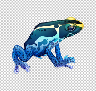 蓝色青蛙向透明的背景照片