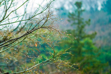 水珠或落下关于水干的干燥的树枝关于树成熟的红色的