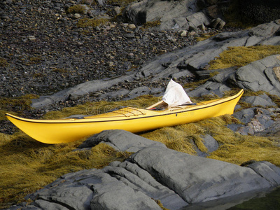 黄色的爱斯基摩单人划子一次向海草和岩石采用蛋白质粘合剂湾照片