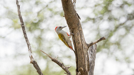山灰色啄木鸟树状花序后头肌栖息向一在维修站气体泵