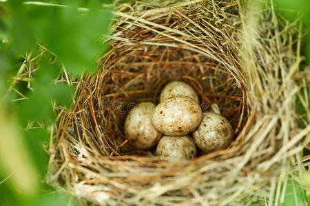 斯科里奥红色的背伯劳鸟窝和卵里面的照片