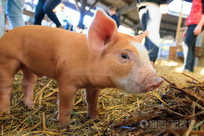 小的棕色的小猪