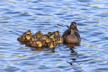 鸭妈妈护着小鸭宝宝图片-鸭妈妈护着小鸭宝宝素材-鸭妈妈护着小鸭宝宝