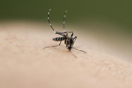 蚊子向人皮照片